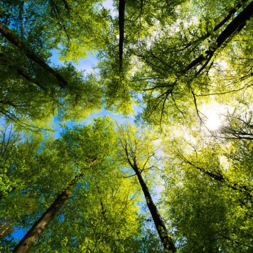 view from underneath forest