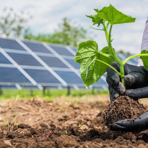 hands planting in front of solar panels