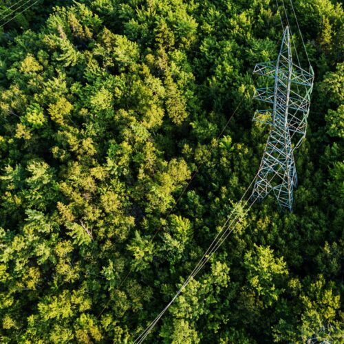 forest with powerlines